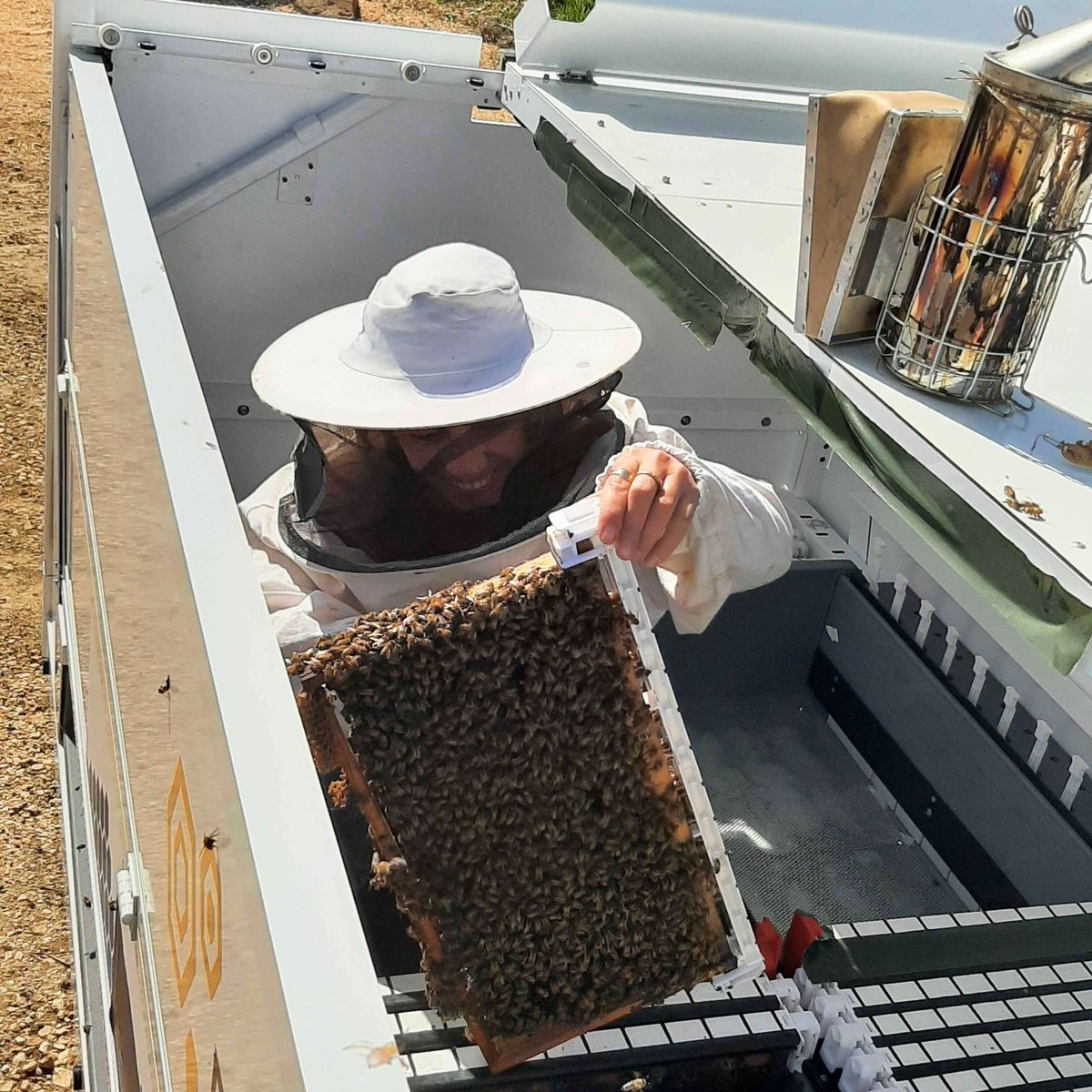 Populating bees in the Beewise BeeHome 4